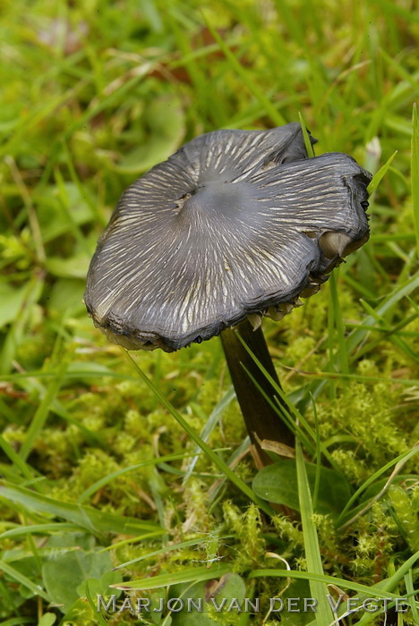 Zwartwordende wasplaat - Hygrocybe conica